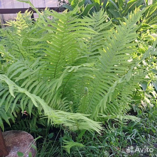 Папоротник