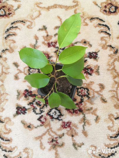 Много цветов