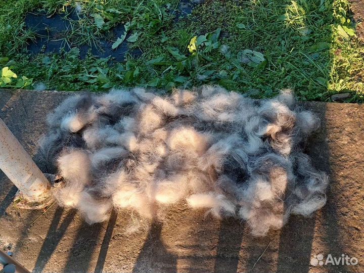 Собачья шерсть пух