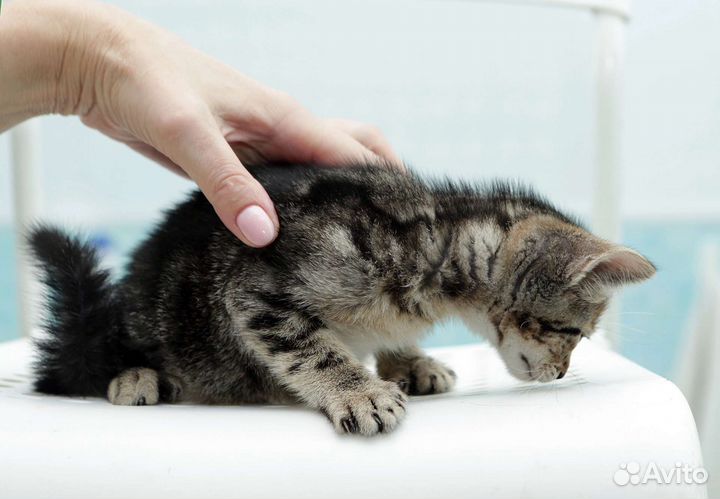Котенок девочка 3 мес