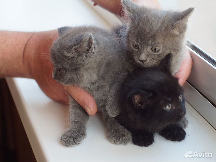 Серые пушистики