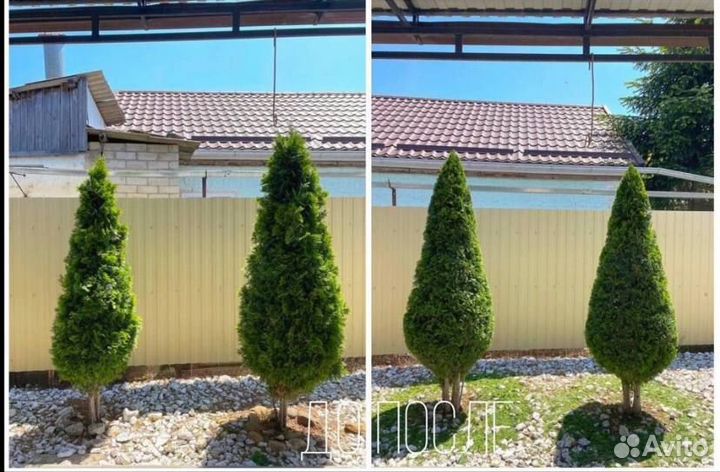 Садовник, Стрижка деревьев и кустарников, изгороди