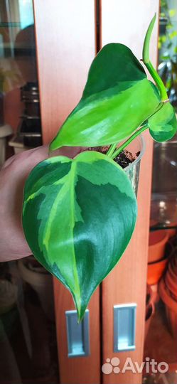 Филодендрон Бразил