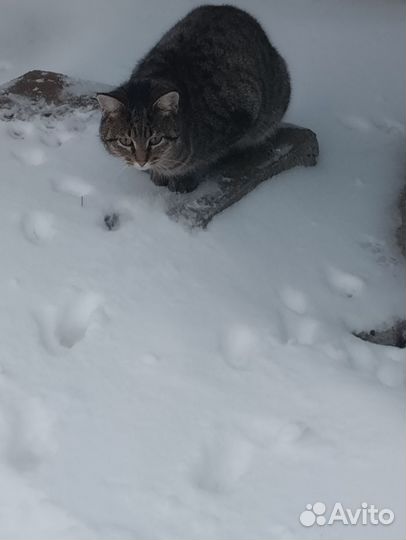 Котик в добрые руки