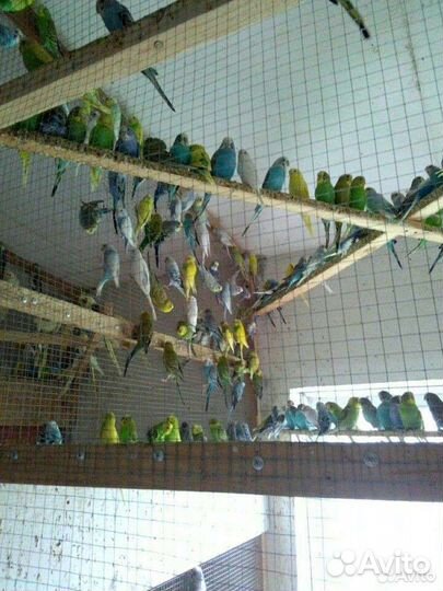 Волнистый попугай (Самки-опт)