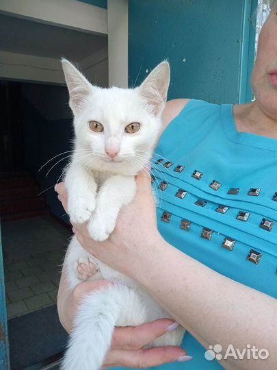 Котик мальчик отдам