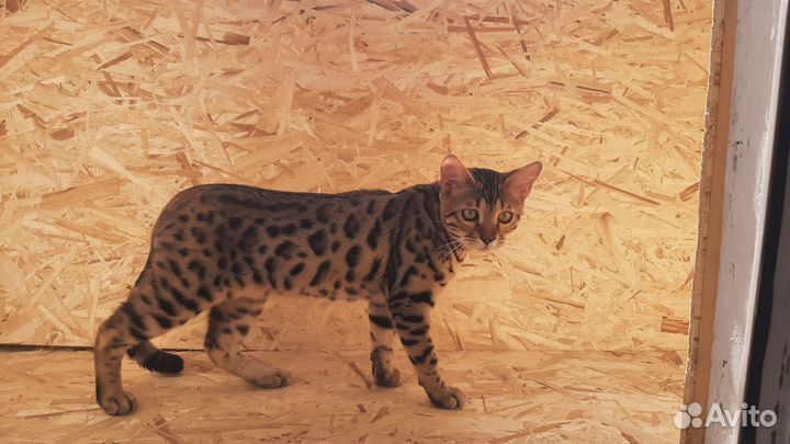 Бенгальская