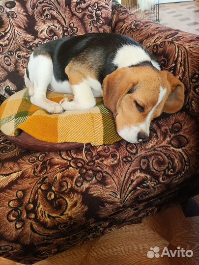 Щенок бигль