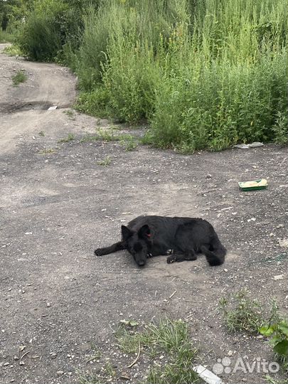 Щенята в добрые руки