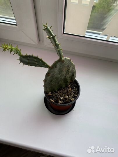 Кактус опунция