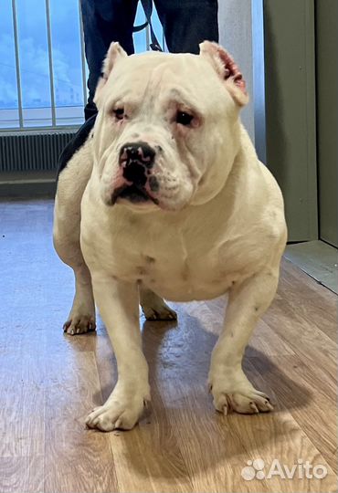 Американский Булли Вязка