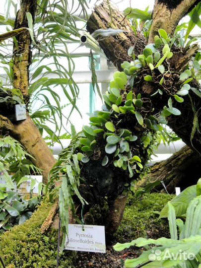 Pyrrosia - папоротник Пиррозия