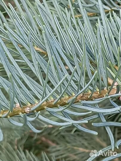 Пихта одноцветная