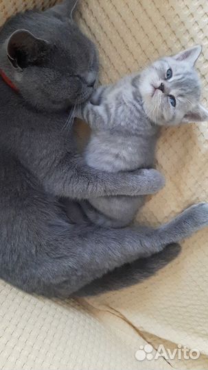 Британские кошка и котенок бесплатно