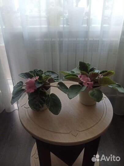 Фиалка цветущая