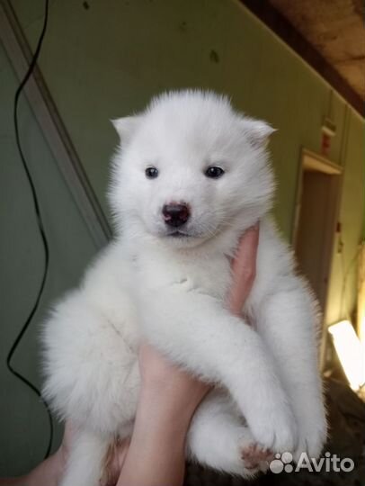 Сибирский хаски