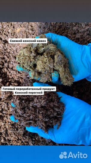 Конский перегной