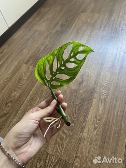 Монстера эскилето