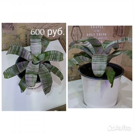 Комнатные растения