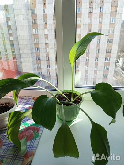 Комнатные растения цветы