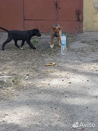 Собака в добрые руки щенок