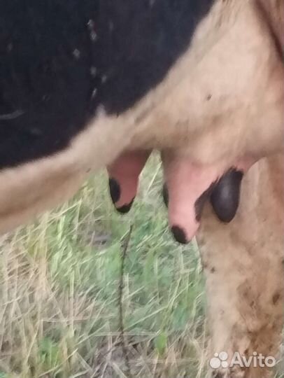 Корова беременная