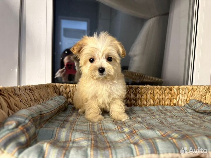 Мальтипу f1 mini