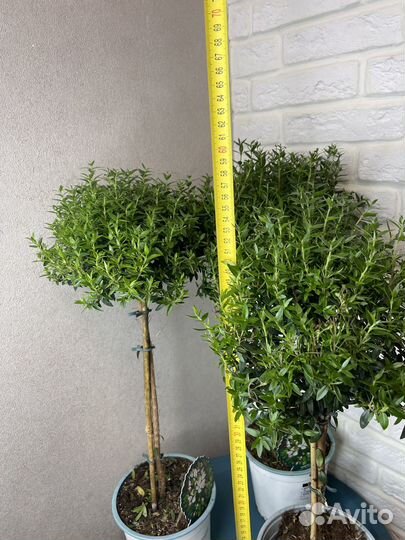 Комнатные цветы мирт