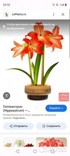 Гиппиаструм