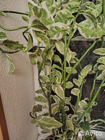 Цветок пидилантус