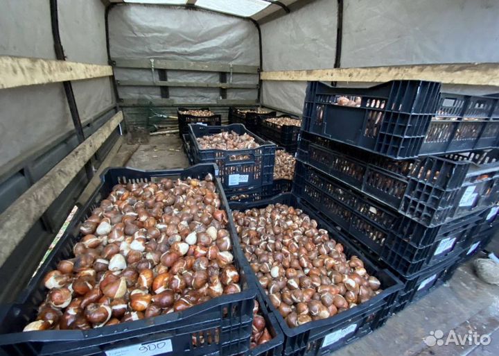 Луковицы тюльпанов опт