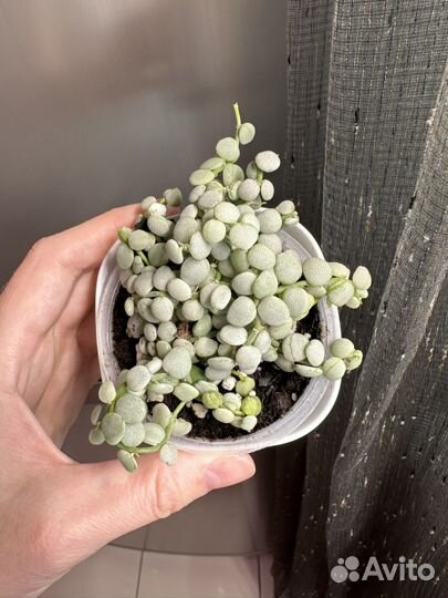 Дисхидия nummularia silver