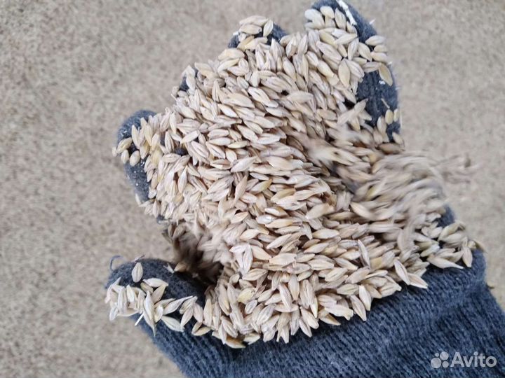 Зерно пшеница ячмень горох овес