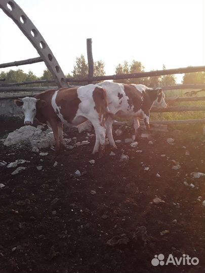 Телочки и бычек. Корова молочная