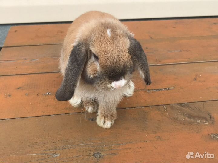 Кролик для вязки