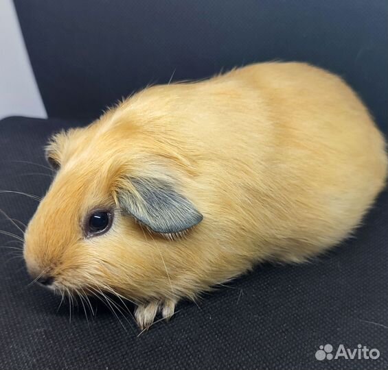 Морская свинка