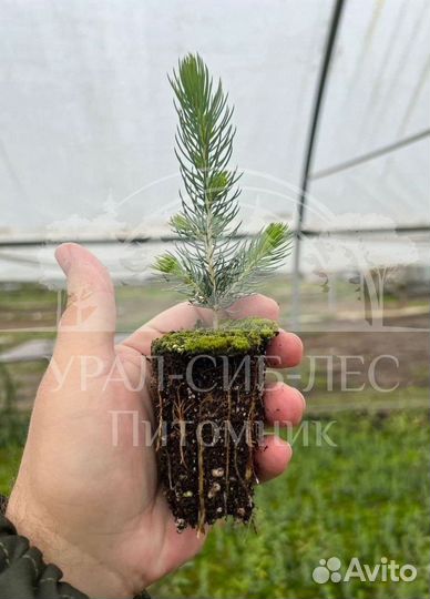 Голубая ель зкс сеянцы для лесовосстановления