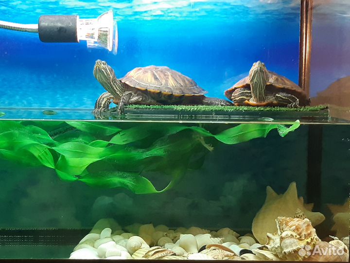Красноухая черепаха с аквариумом