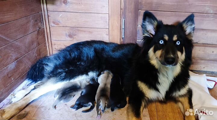 Щенок в добрые руки