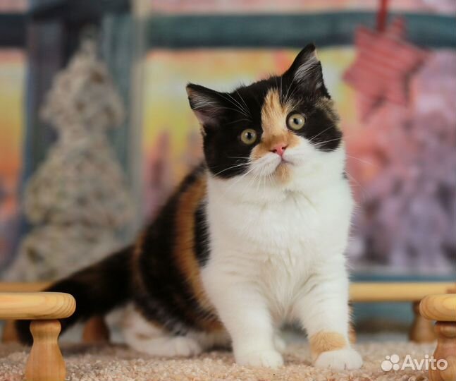 Рыжик и черепашка