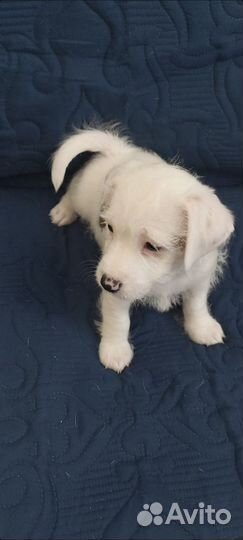 Собаки щенки