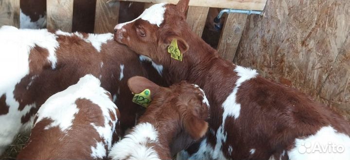 Телята бычки тёлки доставка бесплатная