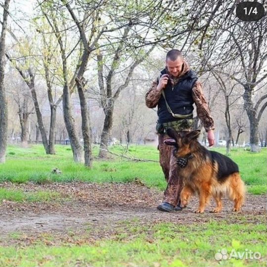 Услуги кинолога