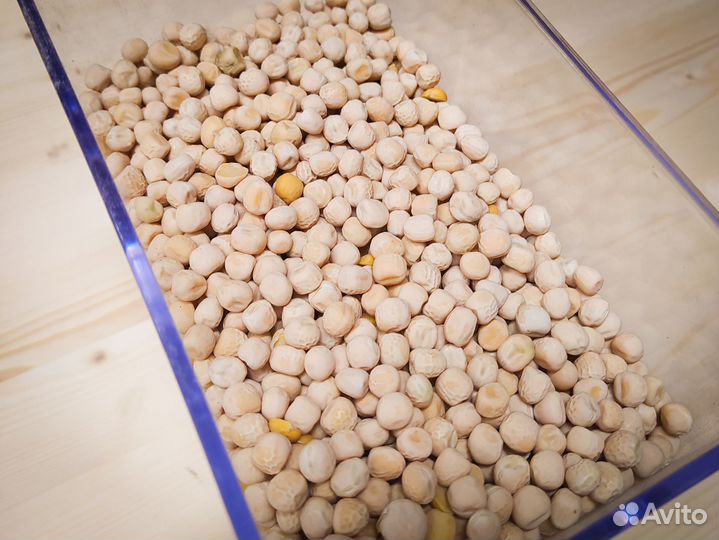 Горох кормовой