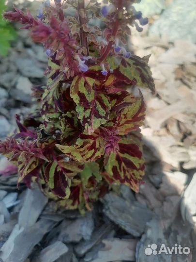 Колеус и пеларгония