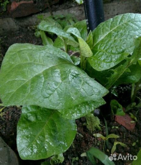 Выборг, Физалис декоративный