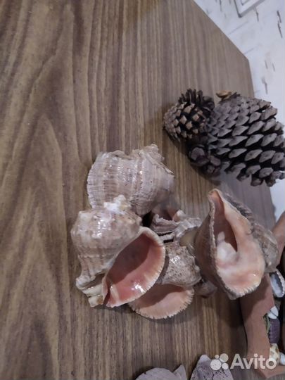 Морские ракушки раковины