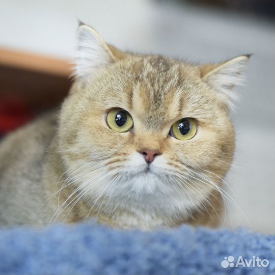 Шотландская прямоухая кошечка (скоттиш-страйт)