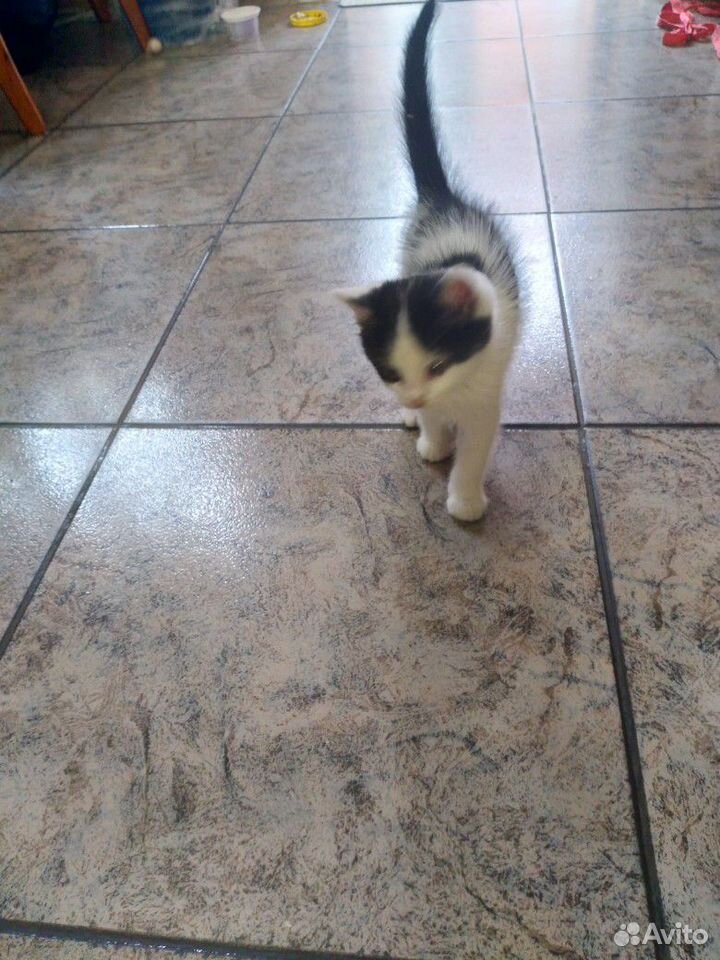 Котёнок в добрые руки, Краснодар
