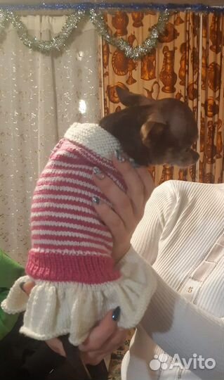 Вязаные вещи питомцам (ручная работа) под заказ